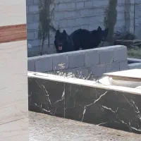 توله ژرمن بلک شپرد دوماهه|سگ|زرقان, |دیوار