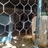 مرغ و خروس محلی دهبکری|حیوانات مزرعه|دهبکری, |دیوار