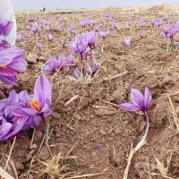 زعفران کشاورز|خوردنی و آشامیدنی|تهران, یافت آباد جنوبی|دیوار