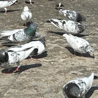 کبوتر پاکستانی