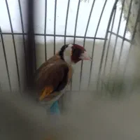 سهره نر فنج گلدین جفت و سهره قناری نر