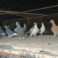 کفتر پلاکی|پرنده|شیراز, رکن‌آباد|دیوار