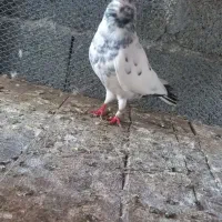 کبوتر فروشی|پرنده|کلاچای, |دیوار