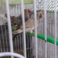 فنچ لپ سیاه و زبرا عروس تاج پرنسسی|پرنده|مشهد, نوده|دیوار