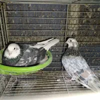 معاوضه دارم با پرنده قفسی