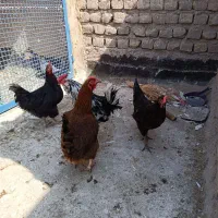 مرغ وخروس