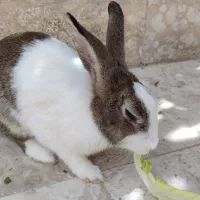 خرگوش ماده موجوده