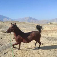 فروش‌مادیان|اسب و تجهیزات اسب‌سواری|صحنه, |دیوار