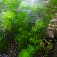 گیاه اکواریوم|ماهی|شیراز, شهرک سراج‎|دیوار