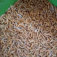 میلورم و سوپرورم و جیرجیرک زنده