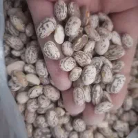 لوبیا چیتی و عدس وآبغوره و لواشک