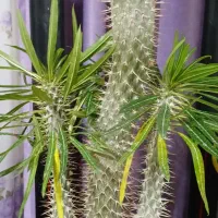 گیاه نخل ماداگاسکار|گل و گیاه طبیعی|محمدشهر, محمدشهر|دیوار