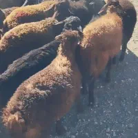 خدایا به امید تو