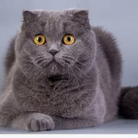 گربه ماده فحل اسکاتیش