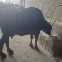 گاومیش تا ۳ یا دو روز مانده به زاییدن|حیوانات مزرعه|اهواز, الهائی|دیوار