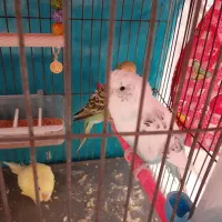 جفت مرغ عشق به شرط تخم و جوجه