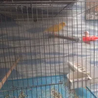 قناری جفت ونر شور