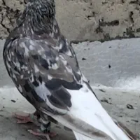 خواهشاتوضیحات وبخون بعدپیام