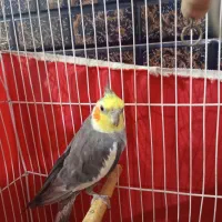 عروس هلندی نر مست