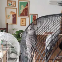 فروش طوطی نژاد ایزابلا و وایت فیس بهمراه دوتا جوجه|پرنده|لنگرود, |دیوار