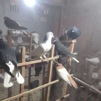 تعدادی کفتر رنگی .واکسن خورده.از پر دراومده|پرنده|قزوین, |دیوار