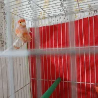 موزایکی نر مست خون