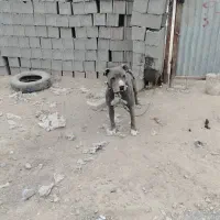 سگ پیتبول نر