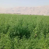 11هکتار یونجه پرس|لوازم جانبی حیوانات|شیراز, بید زرد|دیوار