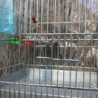 سهره نر|پرنده|تهران, پاسداران|دیوار