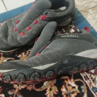 گربه خانگی|گربه|مشهد, ارشاد|دیوار