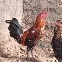 مرغ و خروس گلین