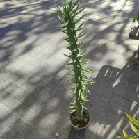 سانسوریا 75|گل و گیاه طبیعی|تربت‌حیدریه, قائم|دیوار