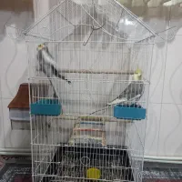 یک جفت عروس هلندی