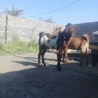 چپش|حیوانات مزرعه|بم, |دیوار