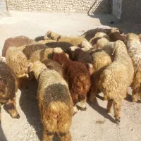 ۳۰ بره نر سپیدان