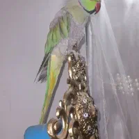 طوطی ملنگو|پرنده|یاسوج, |دیوار