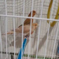 معاوضه (قناری جفت)