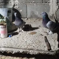 کفتر با جوجه هاش