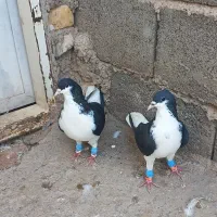 کبوتر خوشرنگ|پرنده|قزوین, |دیوار