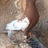 نر سینه سرخ بپروبزن