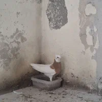جفت طوق زرد خالسیاه