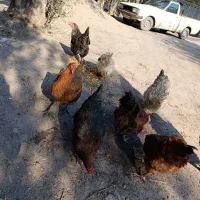 مرغ و خروس|حیوانات مزرعه|رودبار, |دیوار