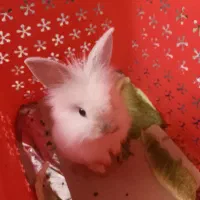 خرگوش سفید برفی