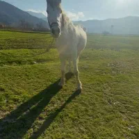 مادیان|اسب و تجهیزات اسب‌سواری|گرگان, |دیوار