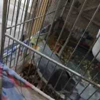 عروس هلندی نروماده|پرنده|اصفهان, منتظرالمهدی|دیوار