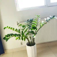 زاموفیلیا سبز غول|گل و گیاه طبیعی|ارومیه, |دیوار