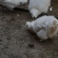 مرغ وخروس ابریشم