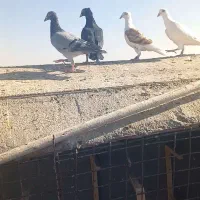 فروشی|پرنده|مه ولات, |دیوار