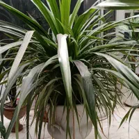 گل پاندانوس