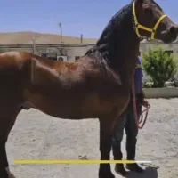 دوراس کره اسب نریان ومادیان